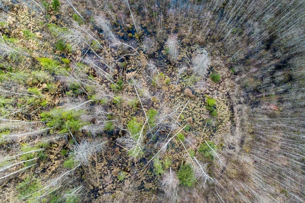 Widok Powietrza Gęstego Lasu Gołymi Jesiennymi Drzewami Opadłymi Liśćmi Ziemi — Zdjęcie stockowe