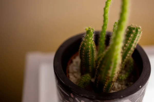 Gros Plan Une Plante Cactus Verts Dans Pot Fleurs — Photo