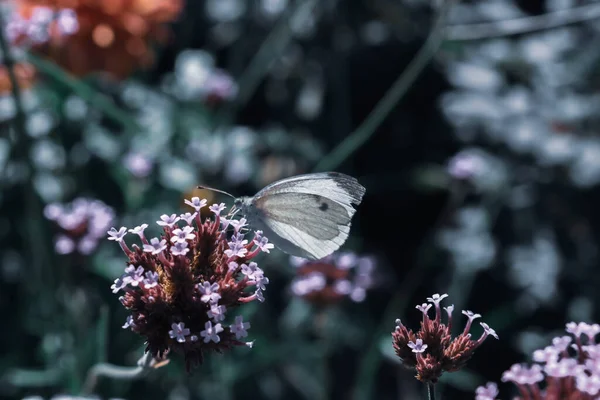 Gros Plan Papillon Sur Des Fleurs Prairie — Photo