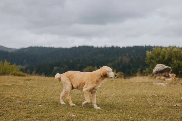 Une Mise Point Sélective Golden Retriever Brun Marchant Sur Terrain — Photo