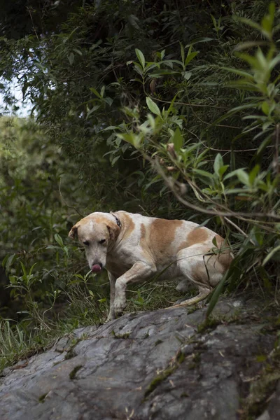 Una Toma Vertical Lindo Perro Labrador Retriever Caminando Parque Con —  Fotos de Stock