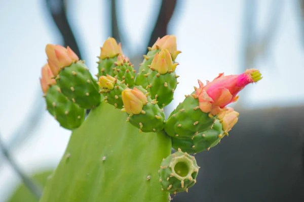 Une Prise Vue Sélective Cactus Poire Piquante — Photo