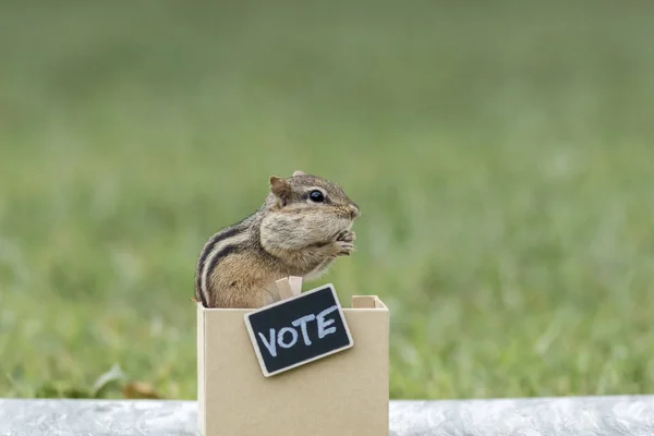 Vote Booth Concept Cute Animal Peanuts Votes Copy Space — Stock Photo, Image