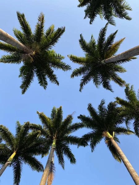 Belas Palmeiras Céu Azul — Fotografia de Stock