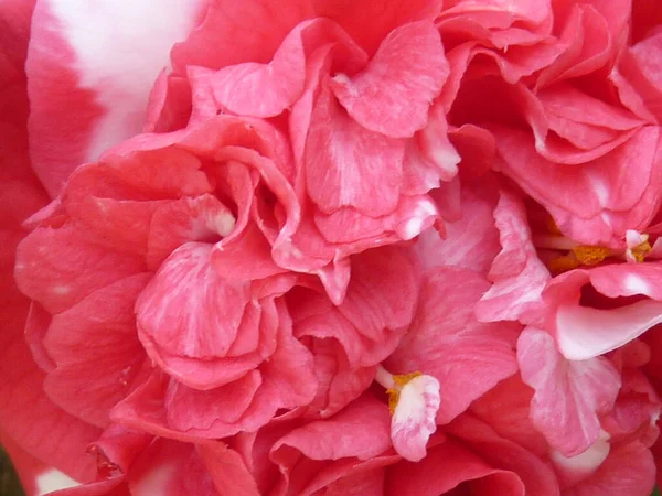 Eine Nahaufnahme Der Rosa Blütenblätter Einer Kamelienblüte — Stockfoto