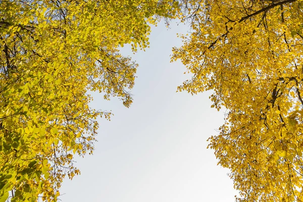 Yellow Linden Foliage Edges Image Blue Sky Center — Stock Photo, Image