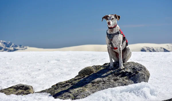 Ein Faszinierender Blick Auf Einen Entzückenden Hund Der Schnee Den — Stockfoto