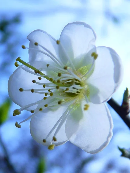 Ett Makro Skott Vita Körsbär Blomma — Stockfoto