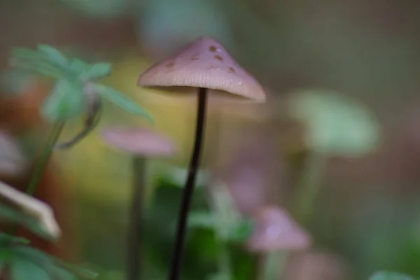 Gros Plan Champignons Sauvages Dans Forêt — Photo