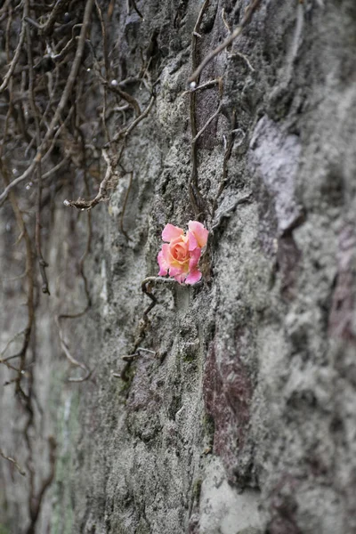 一朵生长在岩石表面的小玫瑰的特写 一朵孤零零的花 — 图库照片