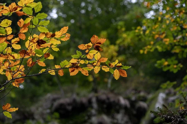 Gros Plan Fleurs Jaunes Humides Automne — Photo