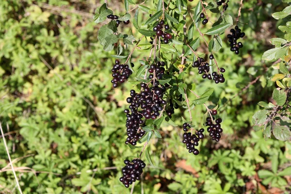 Eine Nahaufnahme Von Reifen Schwarzen Beeren Auf Büschen Einem Wald — Stockfoto