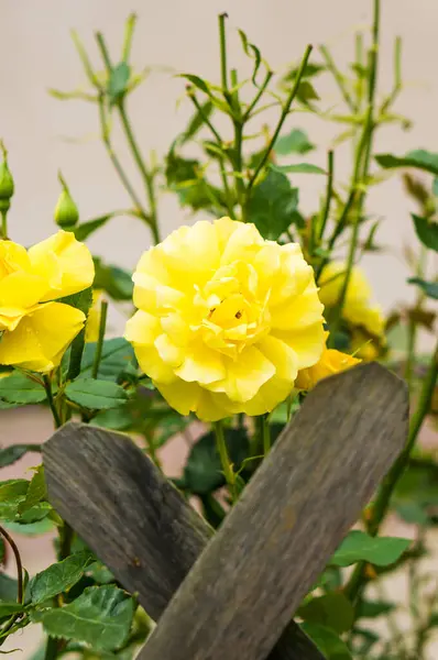 木製の柵の後ろにバラの茂みの黄色の花の垂直ショット — ストック写真