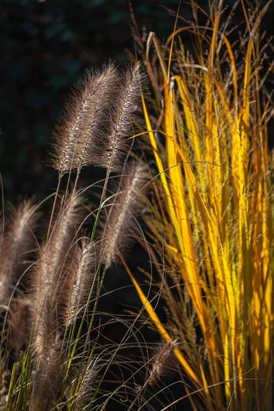 Variété Graminées Dans Jardin Ensoleillé Avec Contre Jour — Photo