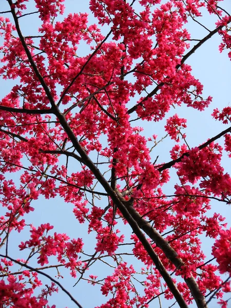 Vertical Shot Pink Cherry Blossom Branches — Stock Photo, Image