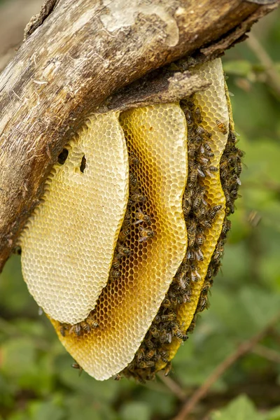 Zweig Mit Wabenkolonie Wilder Apis Mellifera Carnica Oder Westlicher Honigbiene — Stockfoto