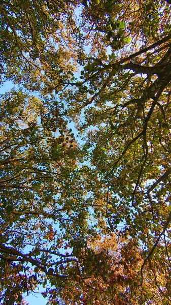 Een Lage Hoek Shot Van Bomen Herfst Een Zonnige Dag — Stockfoto