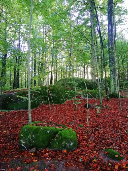 Norveç Larvik Teki Sonbahar Parkının Dikey Çekimi — Stok fotoğraf