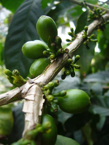 Μια Επιλεκτική Λήψη Πράσινων Κόκκων Καφέ Κλαδί Δέντρου — Φωτογραφία Αρχείου