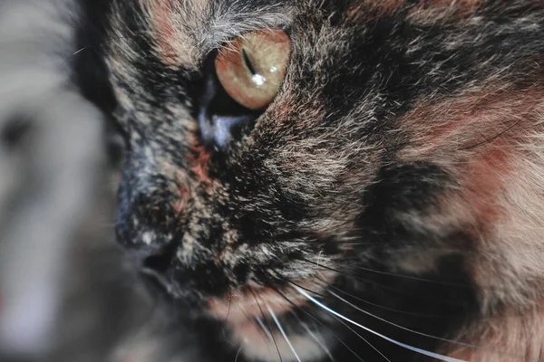 Närbild Skott Söt Sköldpadda Katt Med Nyfiken Look — Stockfoto