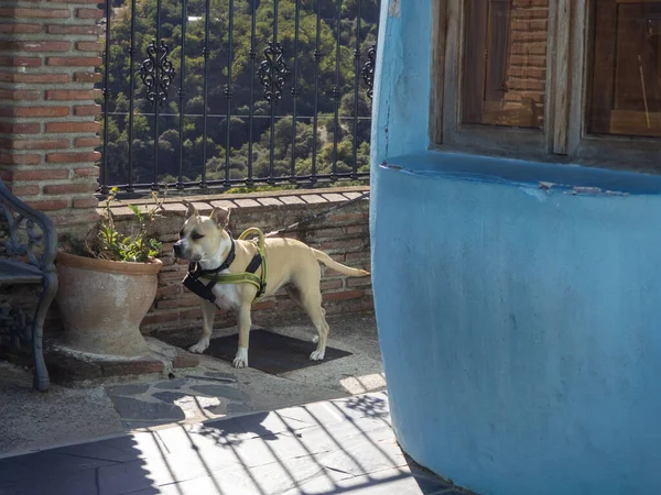 Ein Niedlicher Brauner Hund Der Tagsüber Auf Einer Straße Spanien — Stockfoto