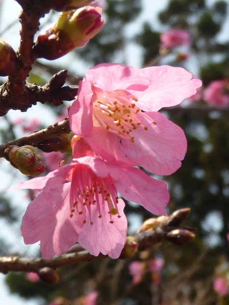 Plan Envoûtant Belles Fleurs Cerisier Sur Fond Flou — Photo