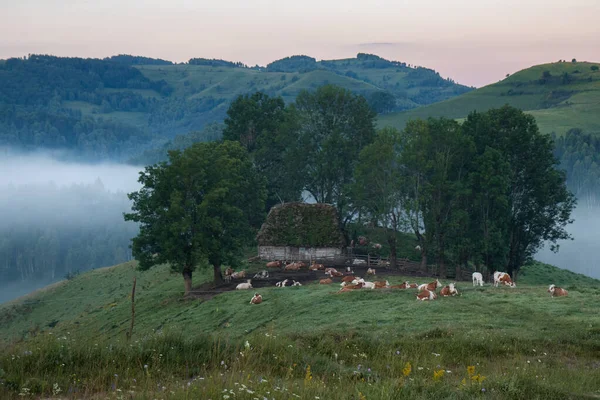 루마니아의 트란실바니아 지역의 목초지에서 — 스톡 사진