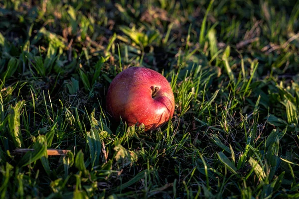 Gros Plan Une Pomme Rouge Mûre Sur Sol Herbeux — Photo