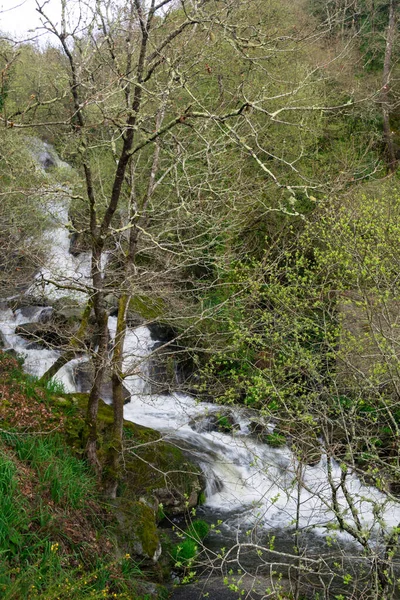 Sebuah Gambar Vertikal Dari Aliran Yang Mengalir Hutan — Stok Foto