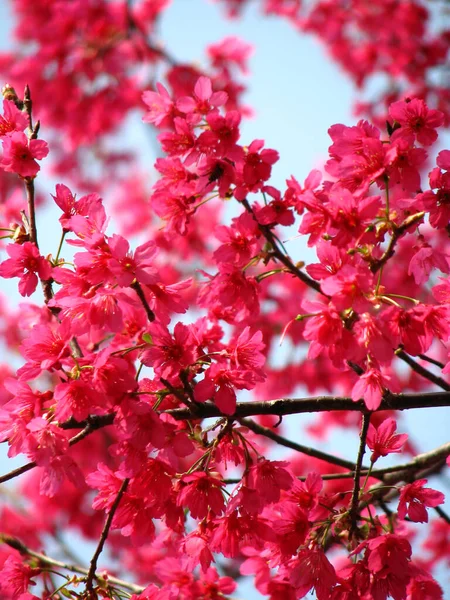 Een Verticaal Shot Van Rose Kers Bloesem Takken — Stockfoto