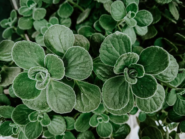 Ένα Κοντινό Πλάνο Πράσινα Φυτά Έναν Κήπο Καλυμμένο Δροσοσταλίδες — Φωτογραφία Αρχείου