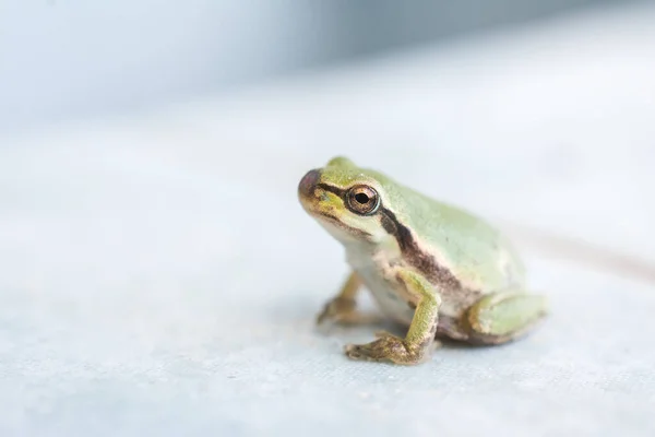 Primer Plano Una Pequeña Rana — Foto de Stock