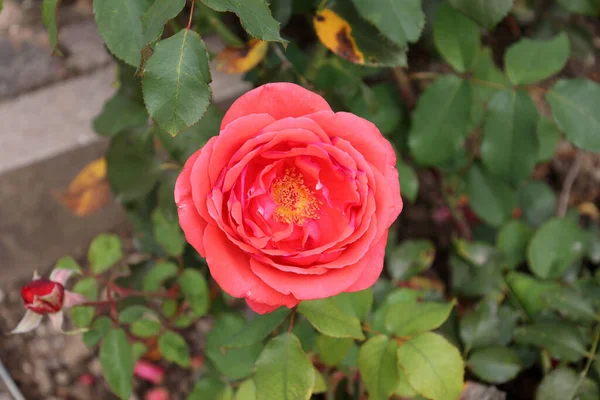 在花园的灌木丛中 一朵红玫瑰的特写镜头 — 图库照片