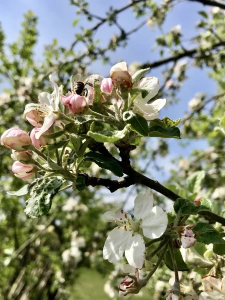Вертикальний Знімок Квітучої Гілки Яблуні Бджолою — стокове фото