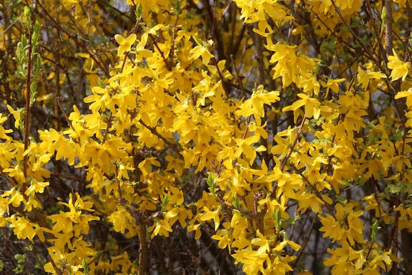 Una Messa Fuoco Selettiva Sparato Fiori Gialli Pianta Forsythia Giardino — Foto Stock