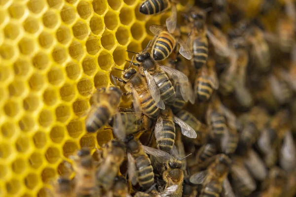 Méhsejt Szerkezet Közelkép Egy Kolónia Vad Apis Mellifera Carnica Vagy — Stock Fotó