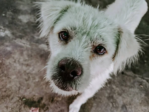 Μια Υψηλής Γωνίας Φωτογραφία Ενός Άστεγου Λευκού Σκύλου Περιφέρεται Έξω — Φωτογραφία Αρχείου