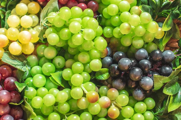 Een Closeup Oppere Bezichtiging Shot Van Vinograda — Stockfoto