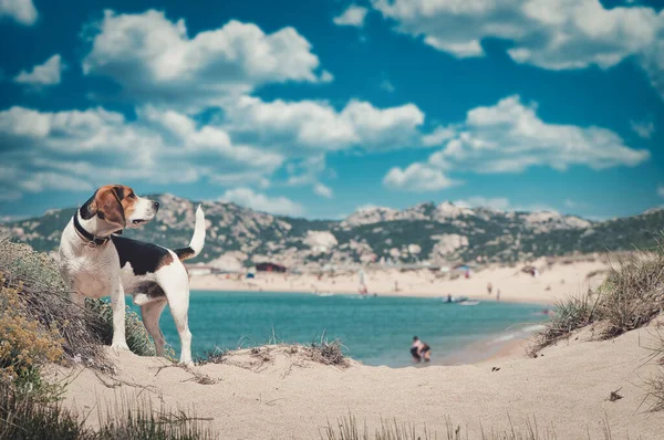 Schattige Beagle Hond Het Zandstrand Onder Bewolkte Lucht — Stockfoto