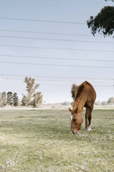 Brown Horse Eating Foliage Spring Vertically — Stock Photo, Image