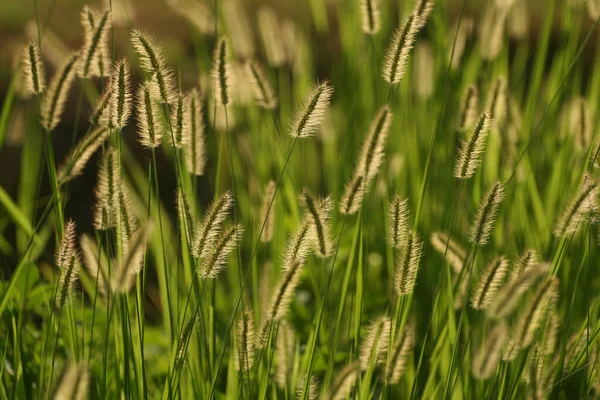 Крупный План Желтой Щетинистой Травы Текстуры Обоев Фона — стоковое фото