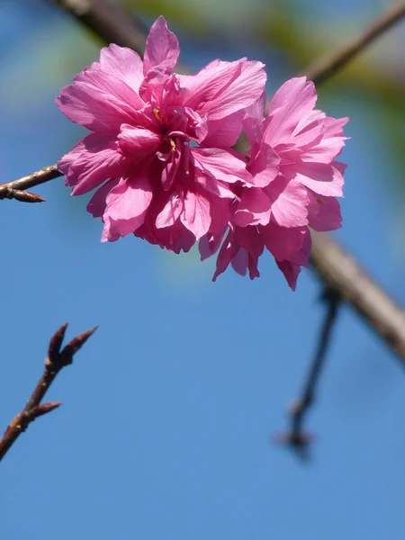 Selective Focus Shot Beautiful Cherry Blossoms Sunlight — Stock Photo, Image