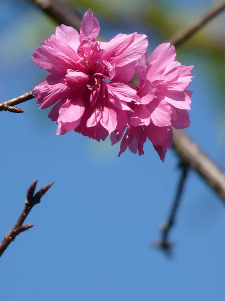 Tiro Seletivo Foco Das Flores Bonitas Cereja Sob Luz Solar — Fotografia de Stock