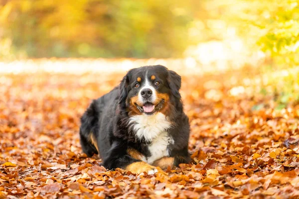 秋には甘いベルヌス山の犬のクローズアップ — ストック写真