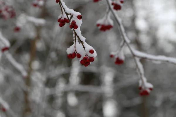 Bulanık Arkaplanda Karla Kaplı Kırmızı Böğürtlenlerin Seçici Odak Noktası — Stok fotoğraf