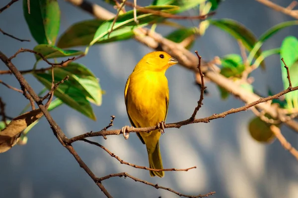 Primer Plano Pájaro Amarillo Una Rama — Foto de Stock