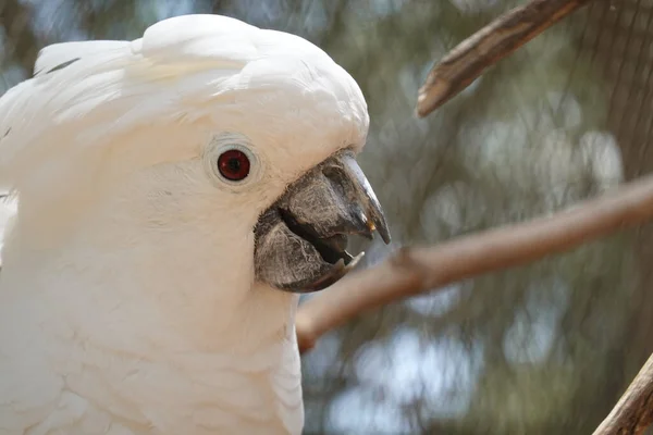 Beyaz Bir Papağanın Seçici Odak Noktası — Stok fotoğraf
