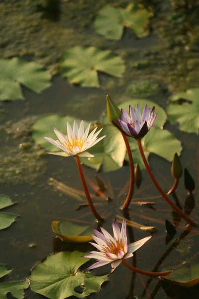 Vertical Shot Sacred Lotus — Stock Photo, Image