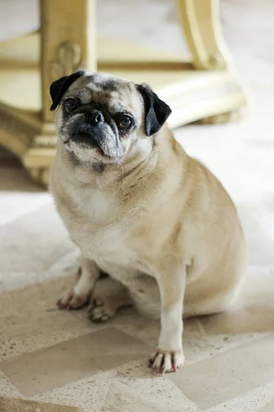 Disparo Vertical Lindo Pug Doméstico Pequeño — Foto de Stock