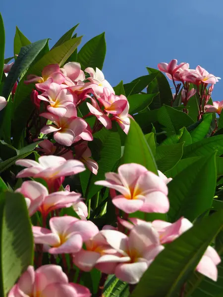 Primer Plano Creciente Arbusto Flores Plumeria Rosa —  Fotos de Stock
